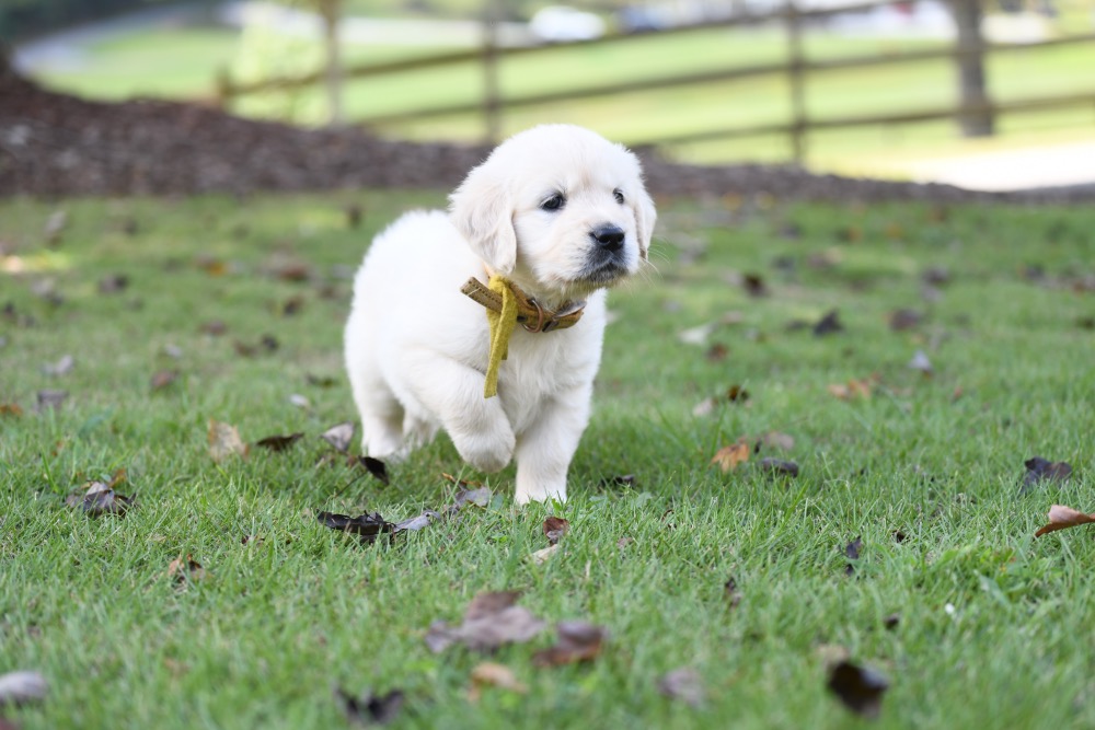 Piper's 5 week old Miss Yellow