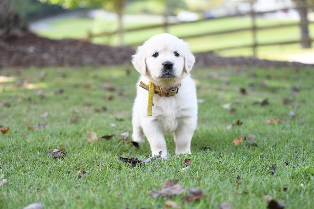 Piper's 5 week old Miss Yellow