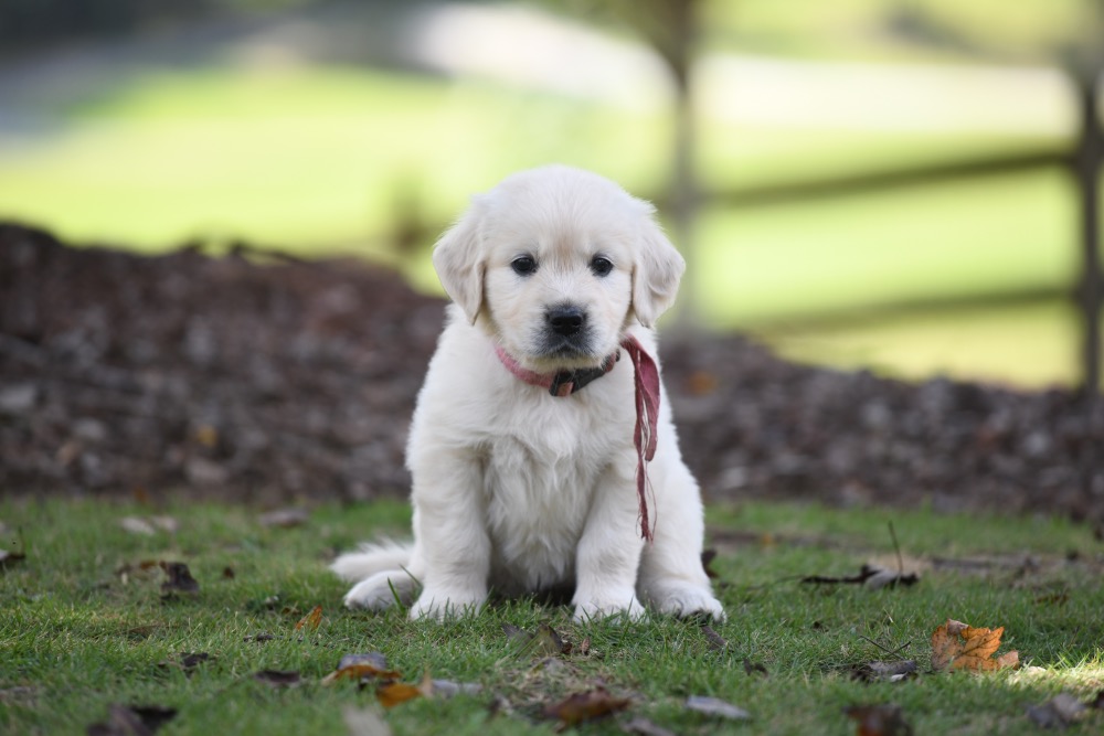 Piper's 5 week old Miss Pink