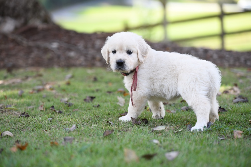 Piper's 5 week old Miss Pink