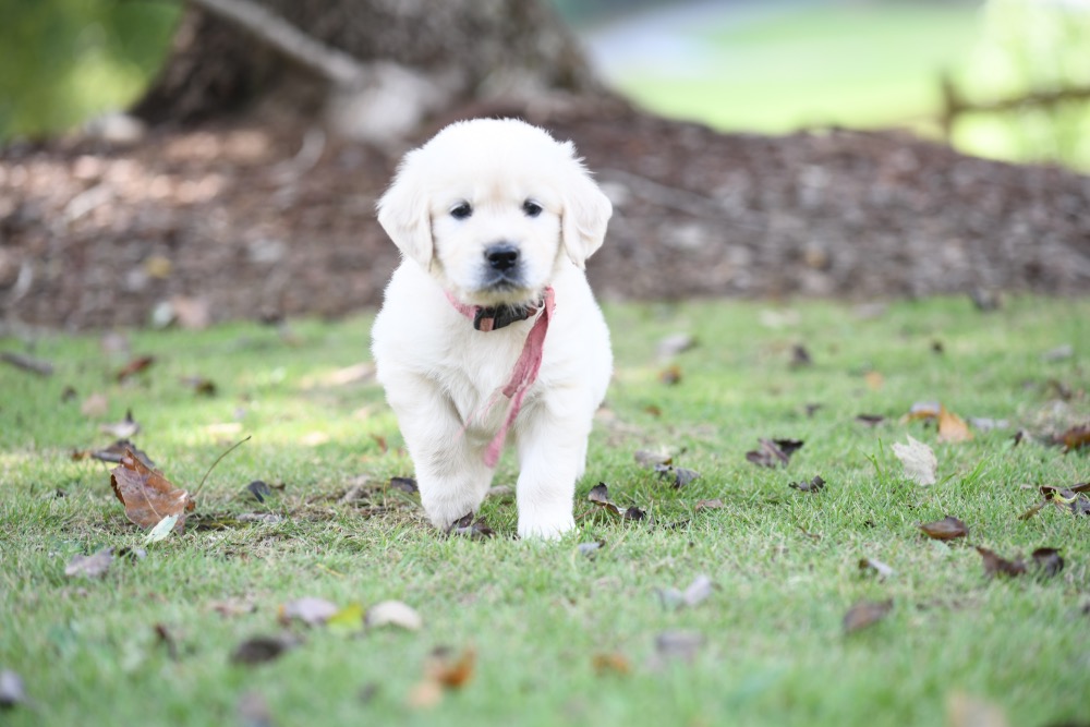 Piper's 5 week old Miss Pink