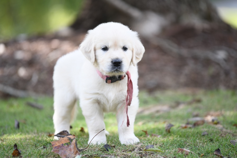 Piper's 5 week old Miss Pink