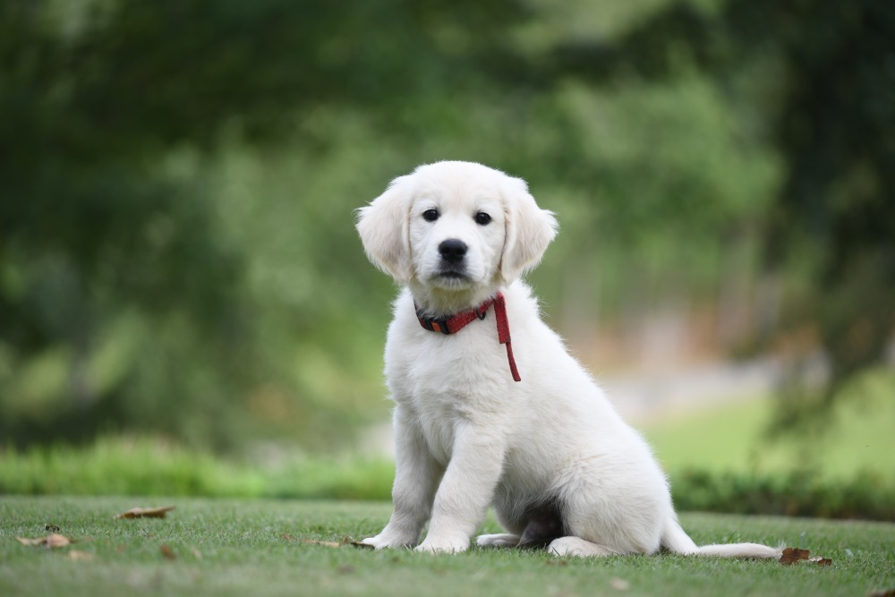 Piper's 8 Week Old puppies - Red