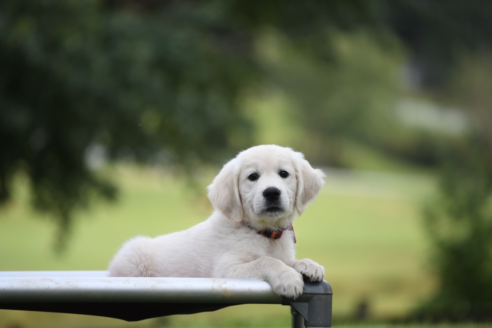 Piper's 8 Week Old puppies - Red