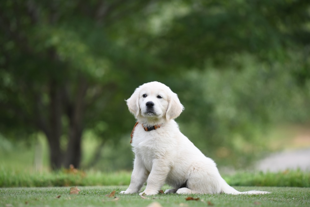 Piper's 8 1/2 Week Old puppies - Orange