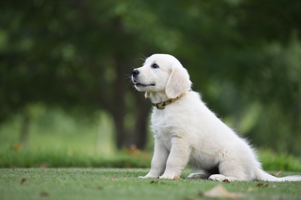 Piper's 8 1/2 Week Old puppies - Yellow