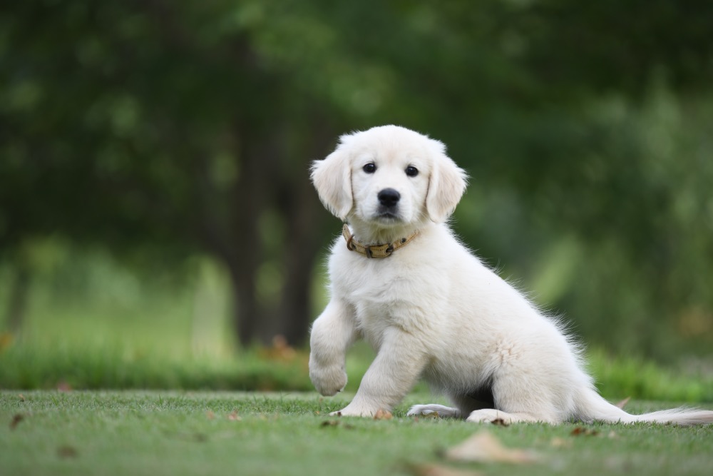 Piper's 8 1/2 Week Old puppies - Yellow