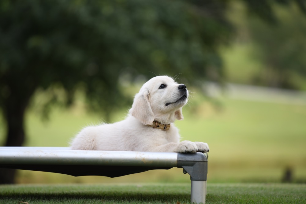 Piper's 8 1/2 Week Old puppies - Yellow