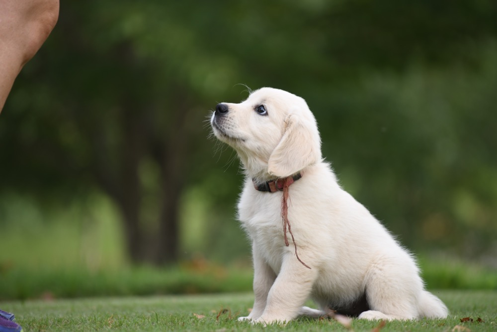 Piper's 8 1/2 Week Old puppies - Pink