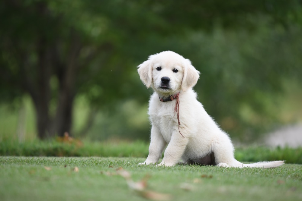 Piper's 8 1/2 Week Old puppies - Pink