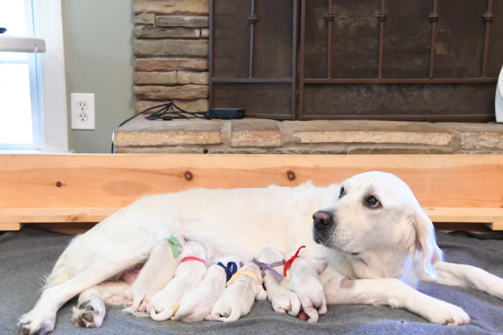 Molly's Newborn puppies