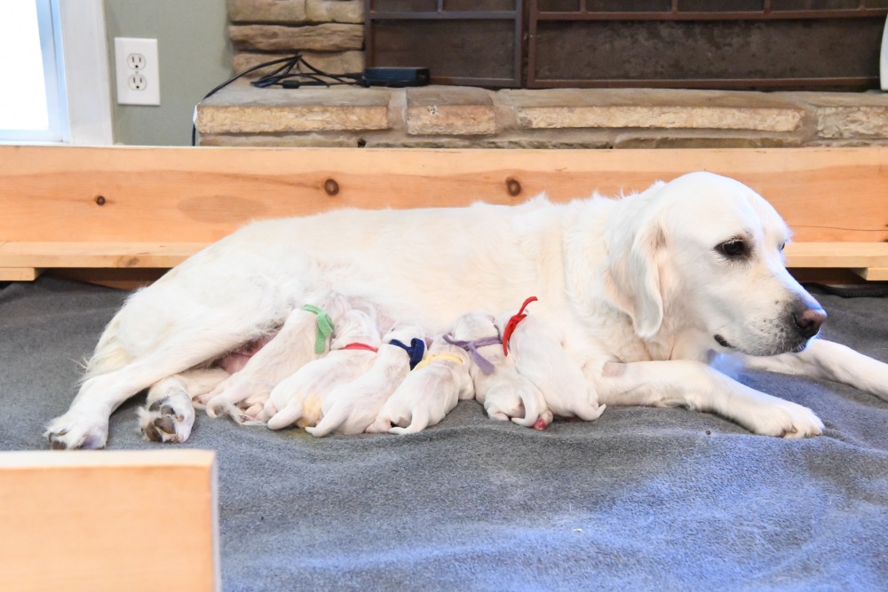 Molly's Newborn puppies
