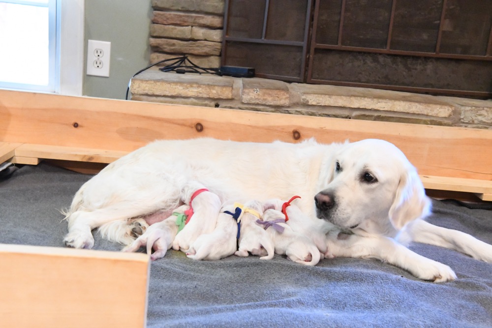 Molly's Newborn puppies