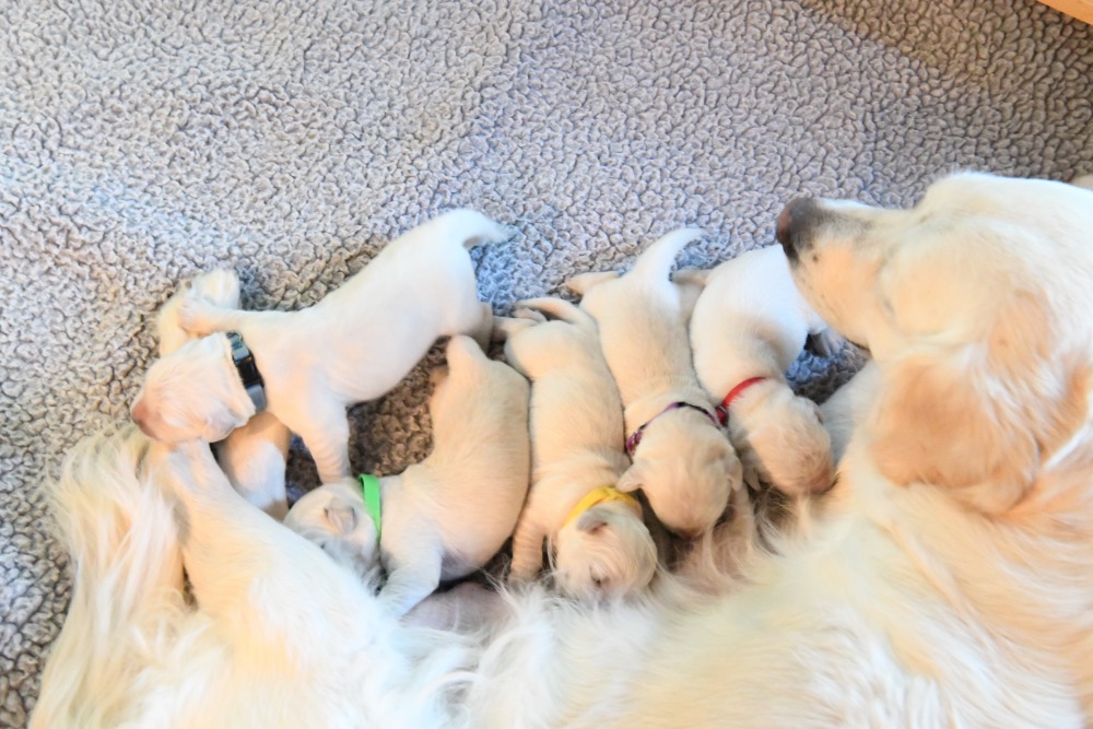 Molly's 1 week old puppies