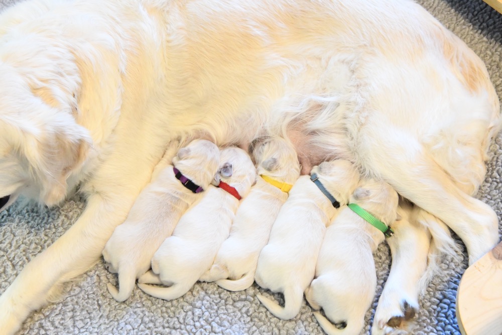 Molly's 1 week old puppies