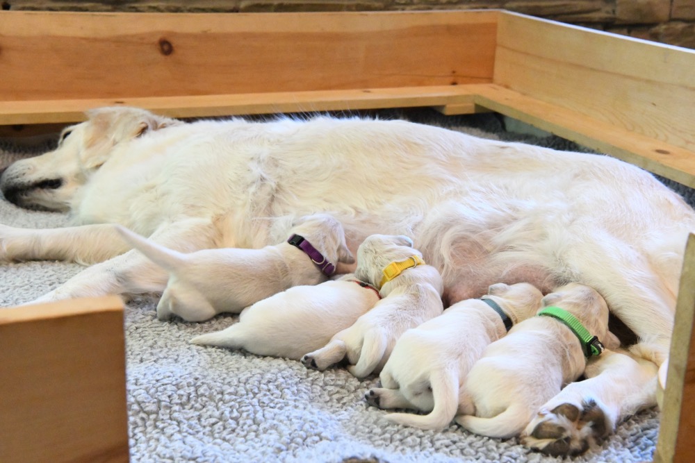 Molly's 1 week old puppies
