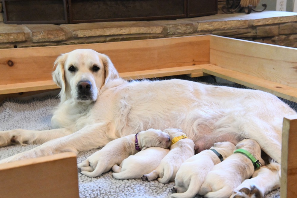 Molly's 1 week old puppies