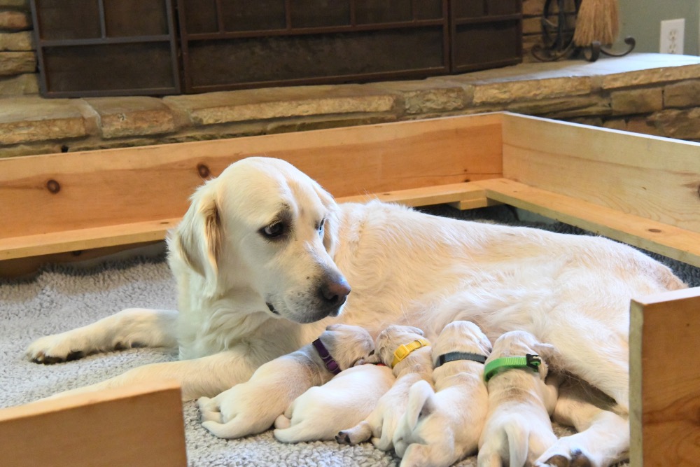 Molly's 1 week old puppies