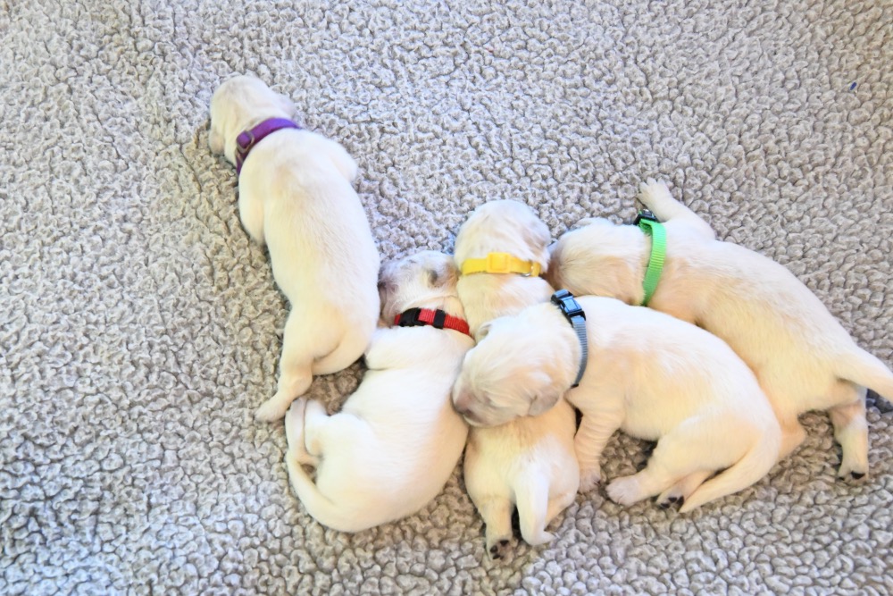 Molly's 1 week old puppies
