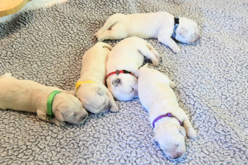 Molly's 1 week old puppies
