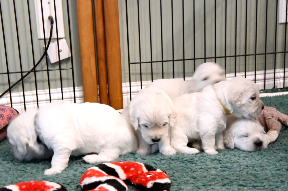 Molly's 3 week old puppies