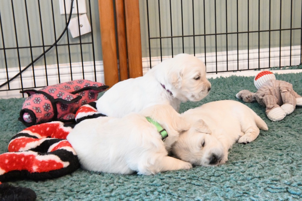 Molly's 3 week old puppies