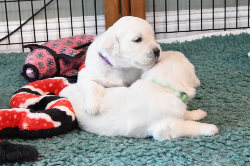Molly's 3 week old puppies