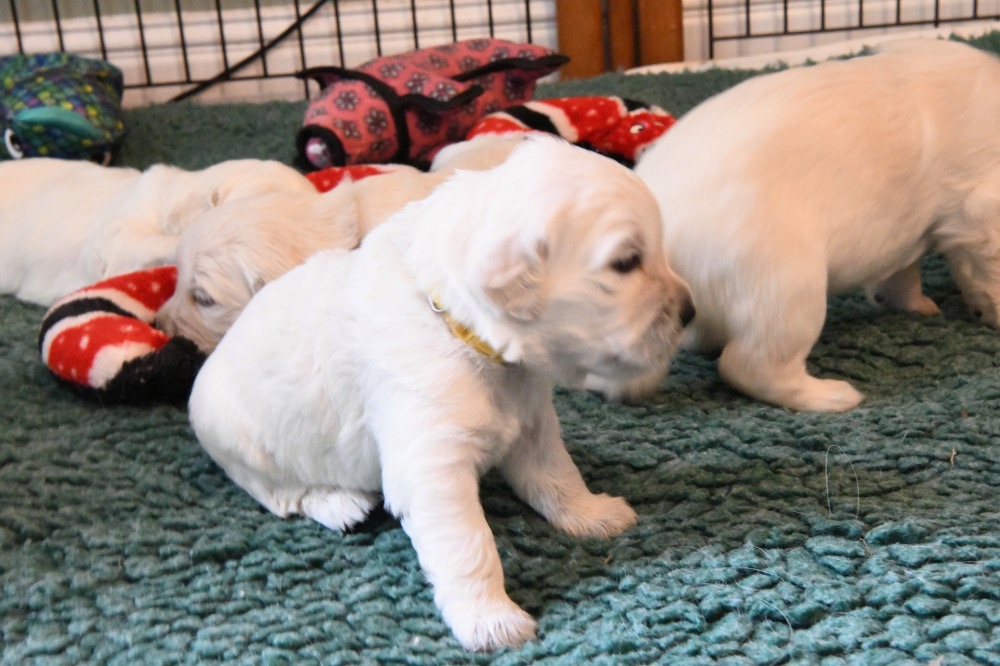 Molly's 3 week old puppies