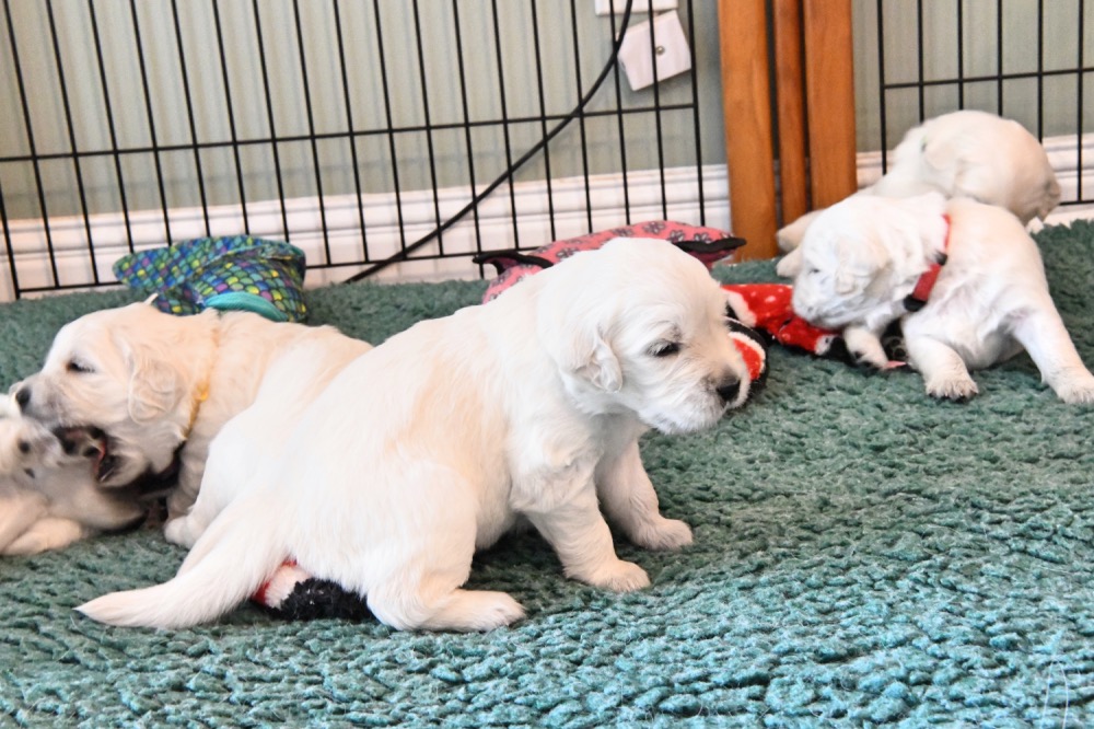 Molly's 3 week old puppies