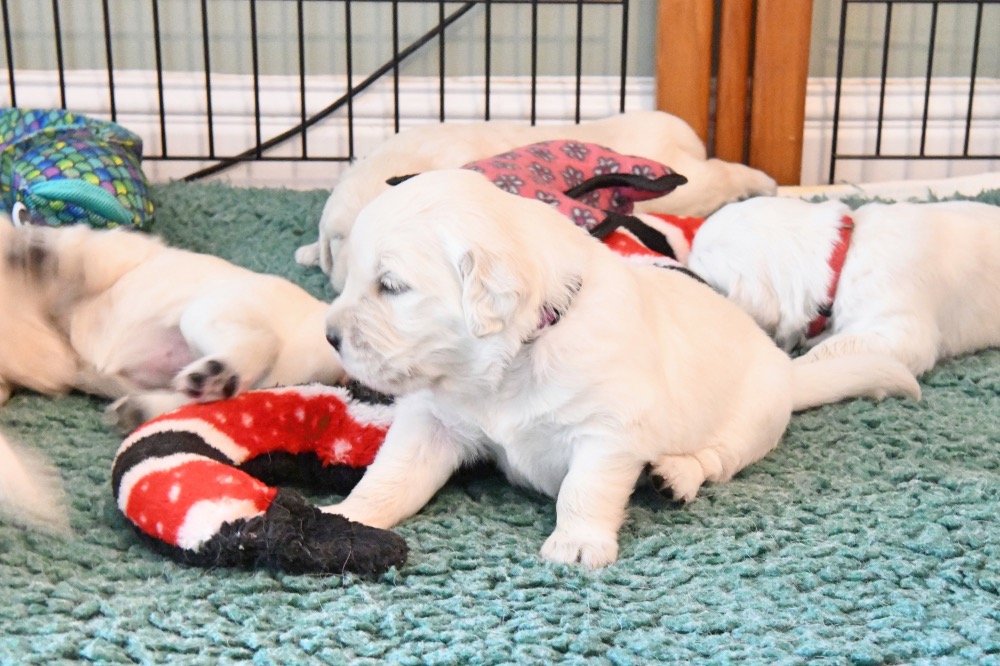 Molly's 3 week old puppies