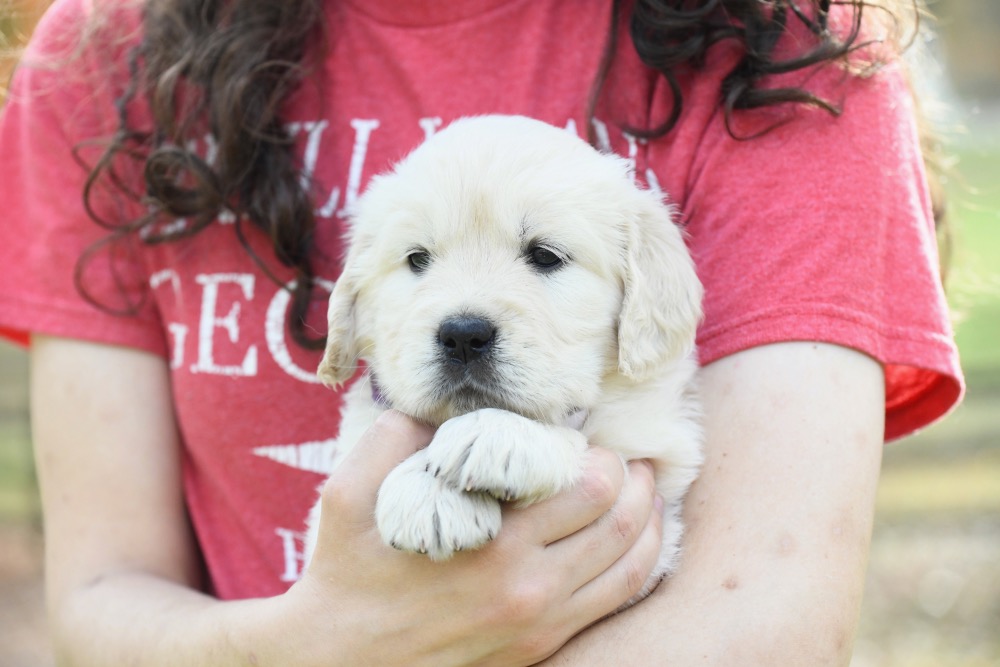 Molly's 5 week old puppies - Miss Purple
