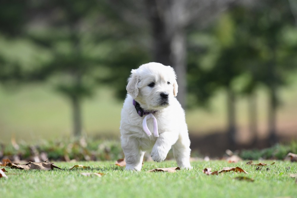 Molly's 5 week old puppies - Miss Purple