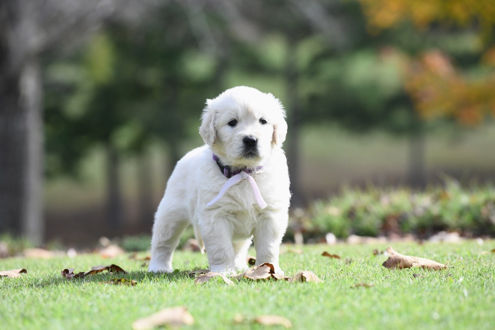 Molly's 5 week old puppies - Miss Purple