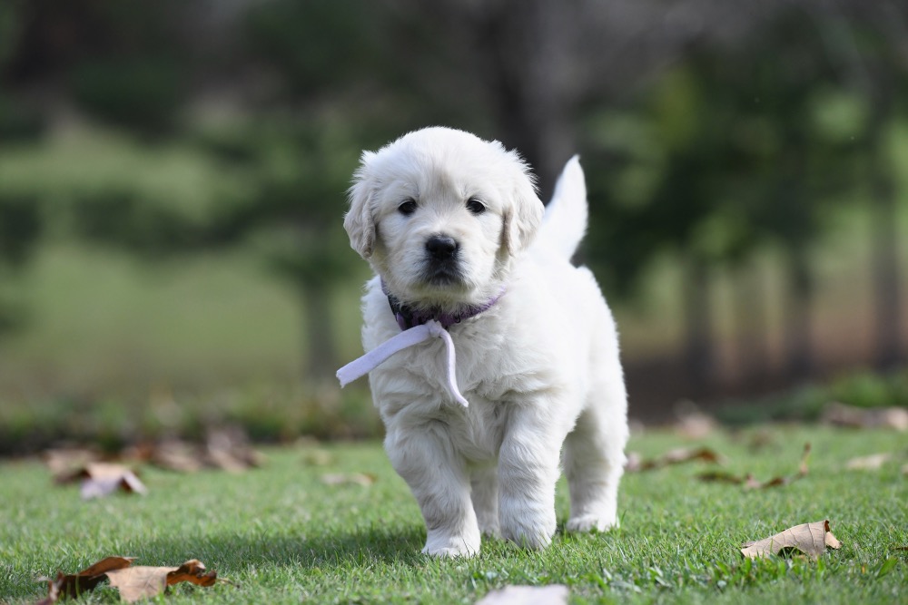Molly's 5 week old puppies - Miss Purple