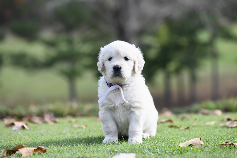 Molly's 5 week old puppies - Miss Purple