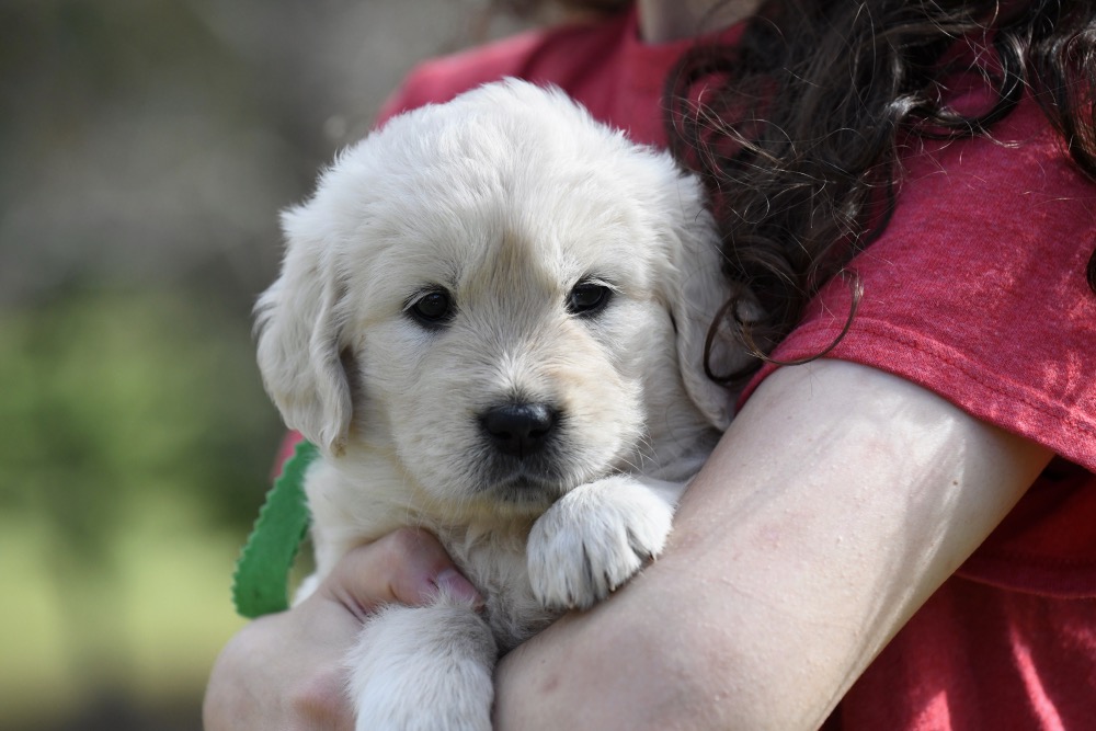 Molly's 5 week old puppies - Miss Green