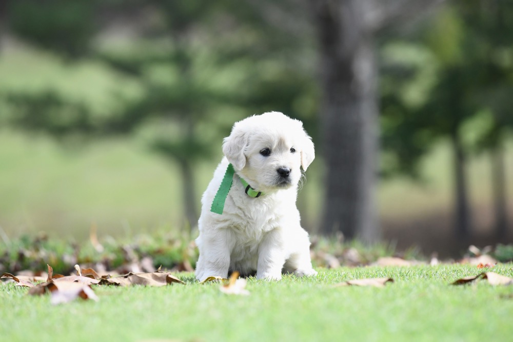 Molly's 5 week old puppies - Miss Green