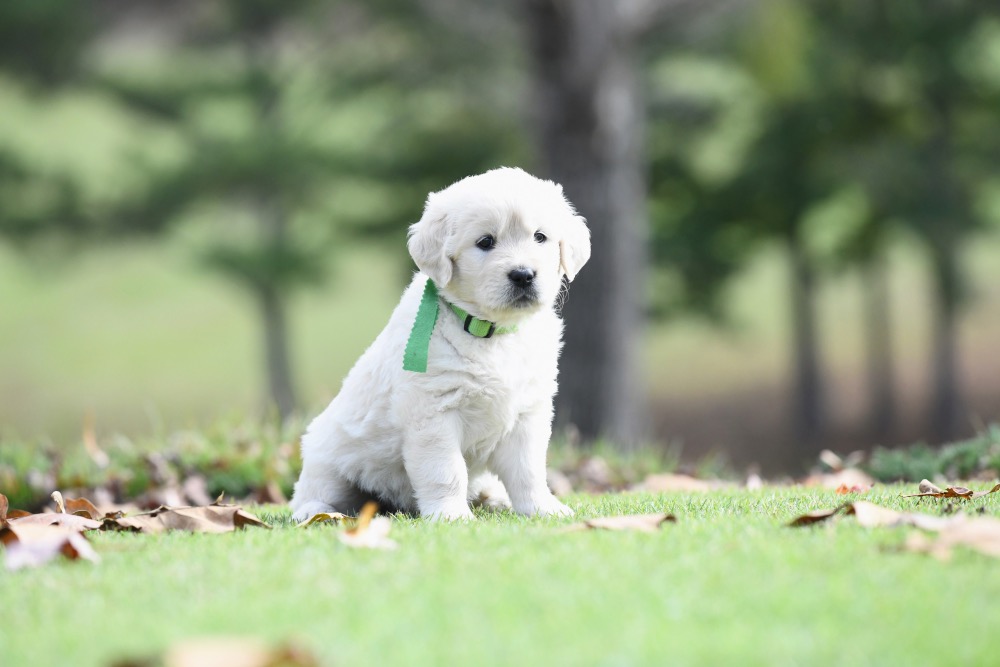 Molly's 5 week old puppies - Miss Green