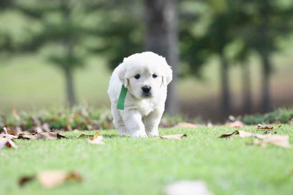 Molly's 5 week old puppies - Miss Green