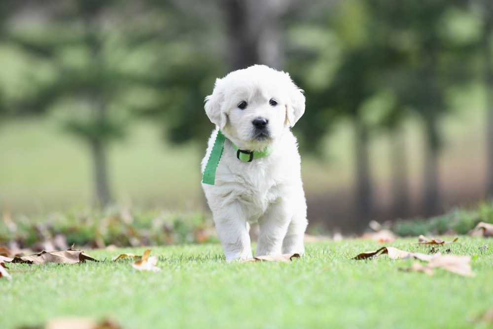 Molly's 5 week old puppies - Miss Green