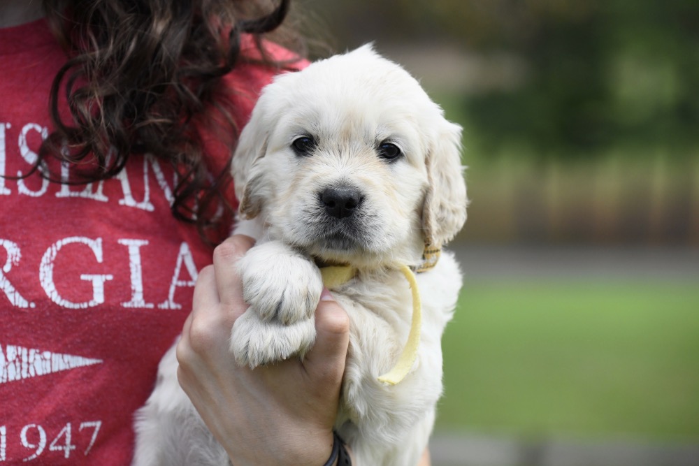 Molly's 5 week old puppies - Miss Yellow