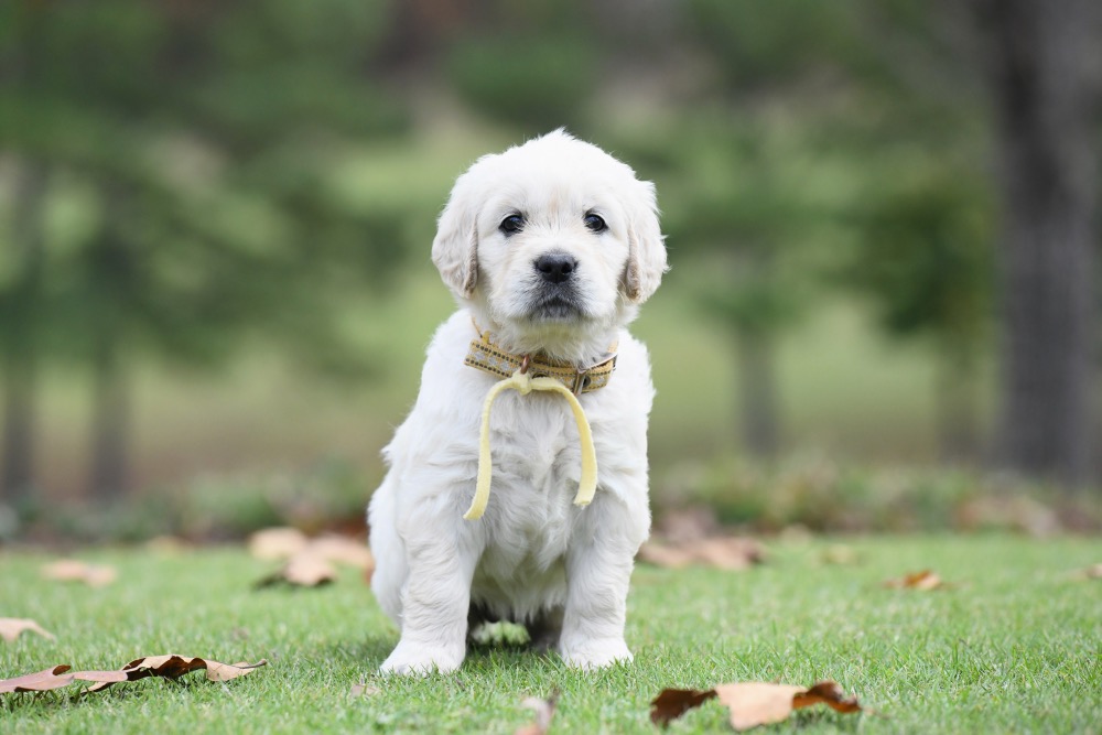 Molly's 5 week old puppies - Miss Yellow
