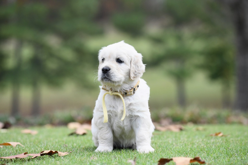 Molly's 5 week old puppies - Miss Yellow