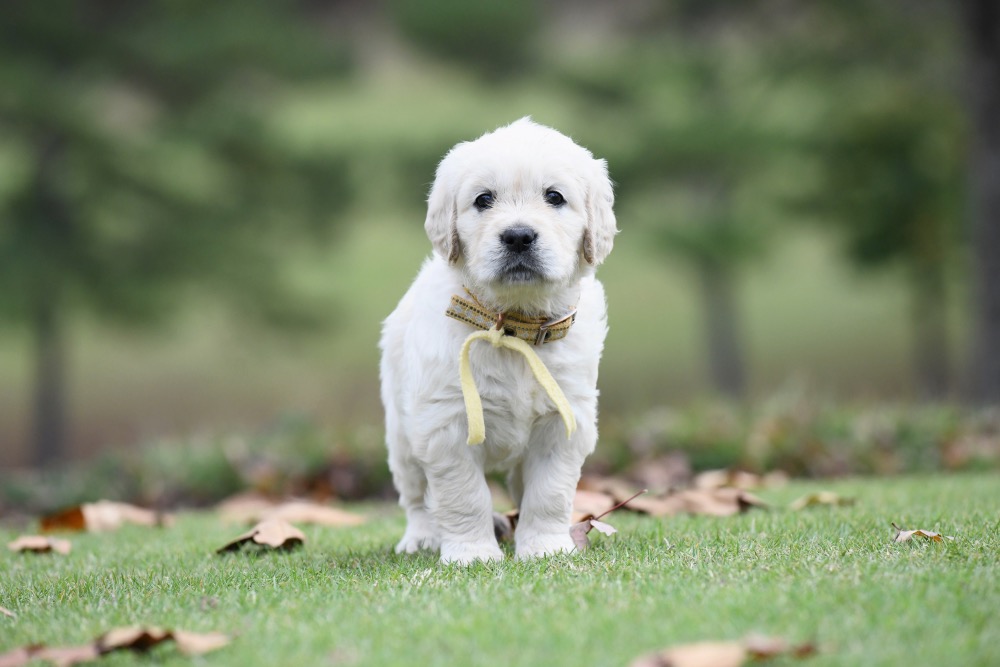 Molly's 5 week old puppies - Miss Yellow