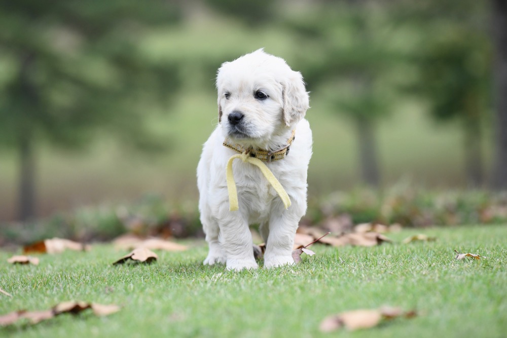 Molly's 5 week old puppies - Miss Yellow
