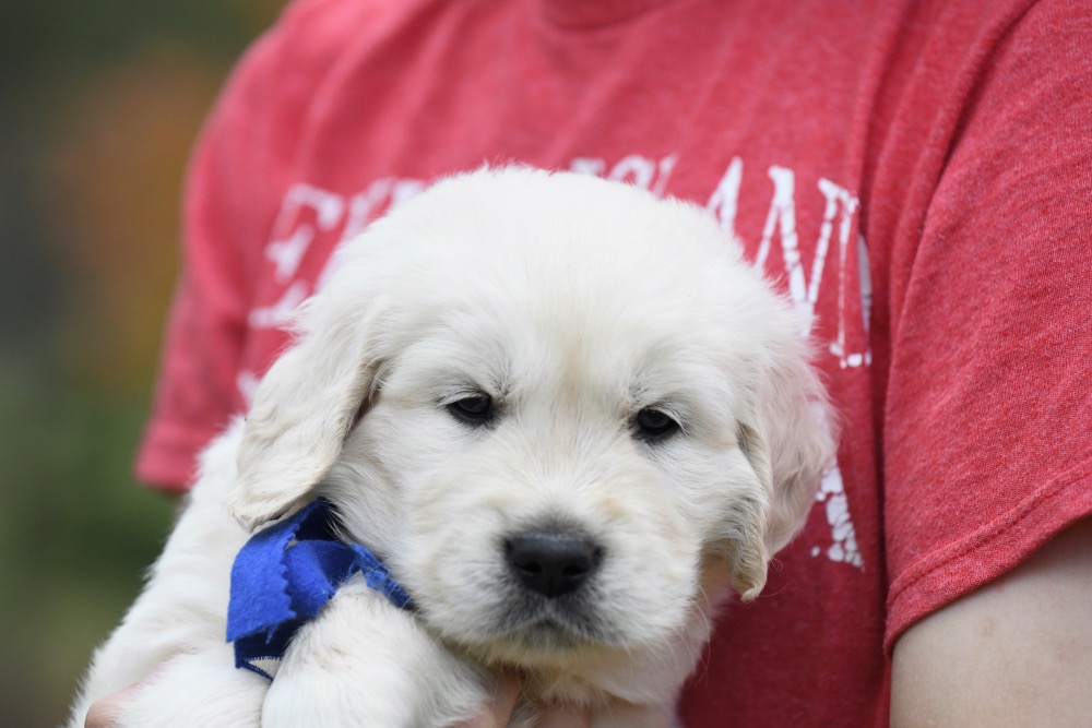 Molly's 5 week old puppies - Mr. Blue