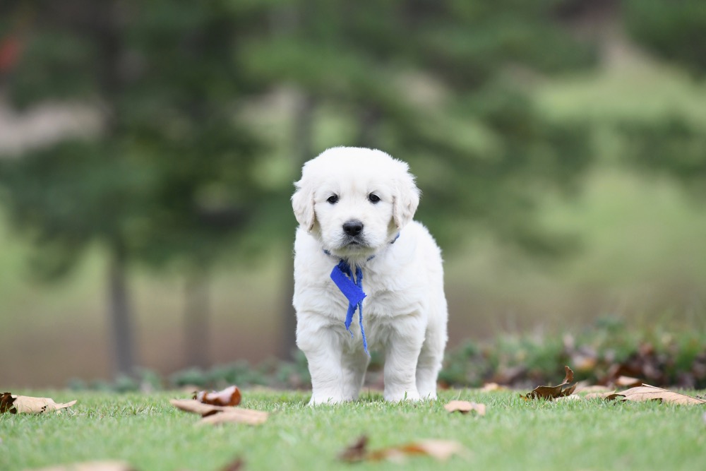 Molly's 5 week old puppies - Mr. Blue