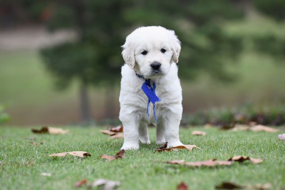 Molly's 5 week old puppies - Mr. Blue