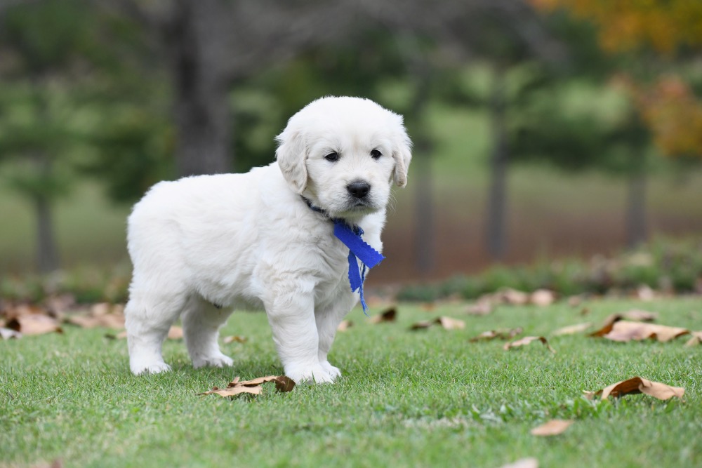 Molly's 5 week old puppies - Mr. Blue