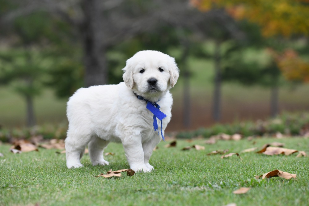 Molly's 5 week old puppies - Mr. Blue